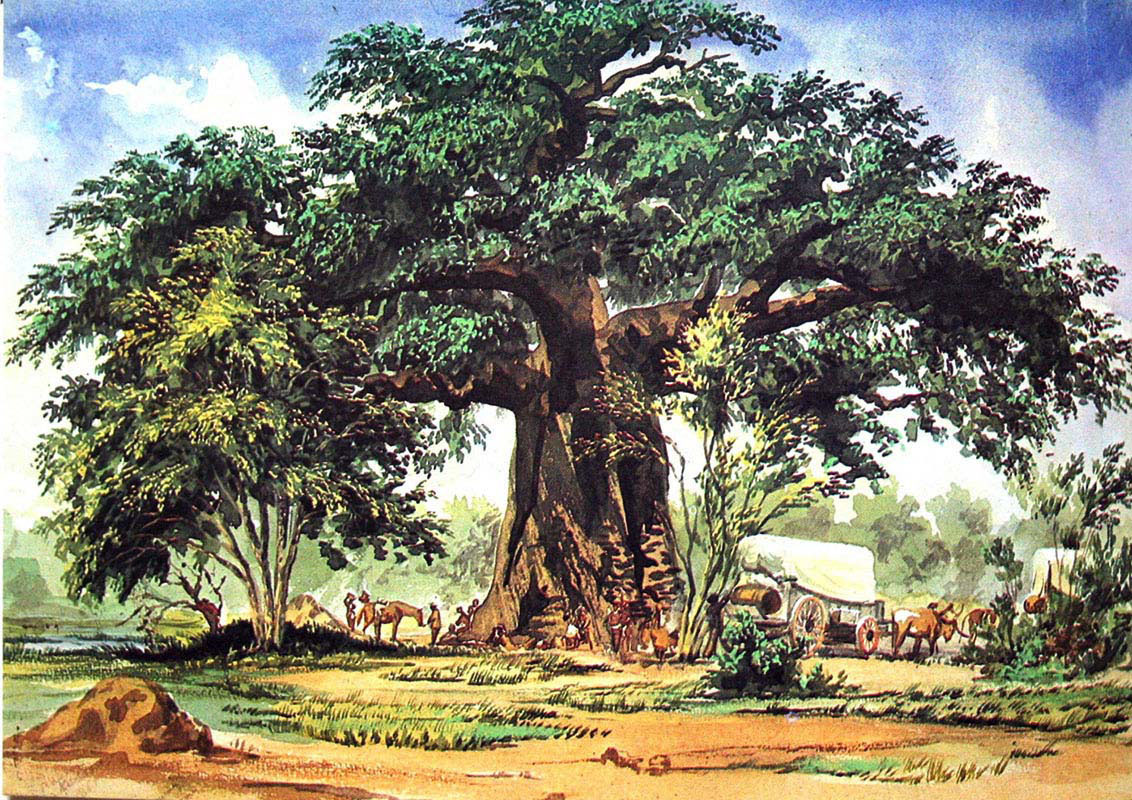 Baobab Tree-South Africa